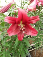 [4178 Borrello VH No02.JPG]